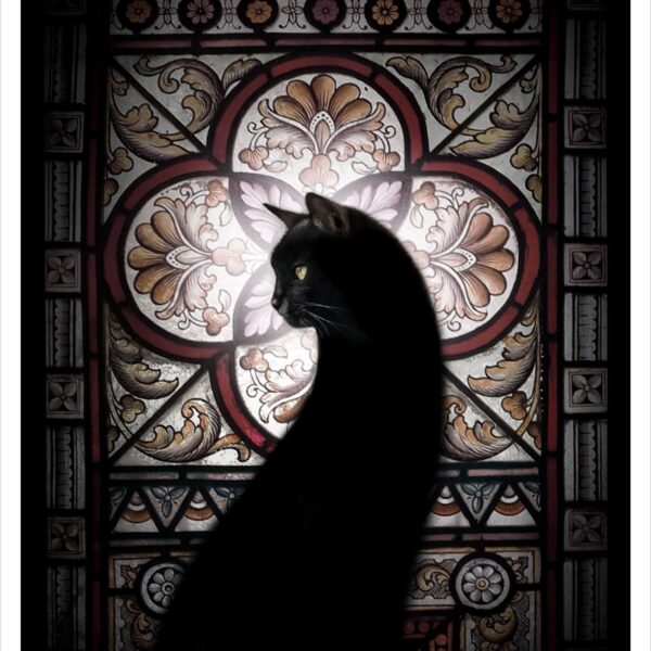 Holy cat - mystical digital cat print by Raphaël Vavasseur