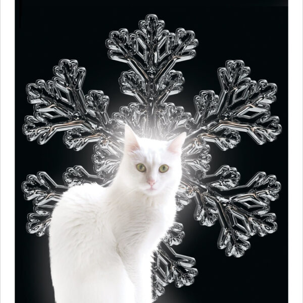 Snowflake cat - digital feline artwork print by Raphaël Vavasseur