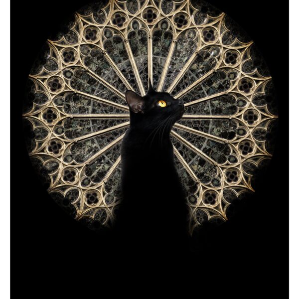 Gothic cat - digital feline artwork print by Raphaël Vavasseur