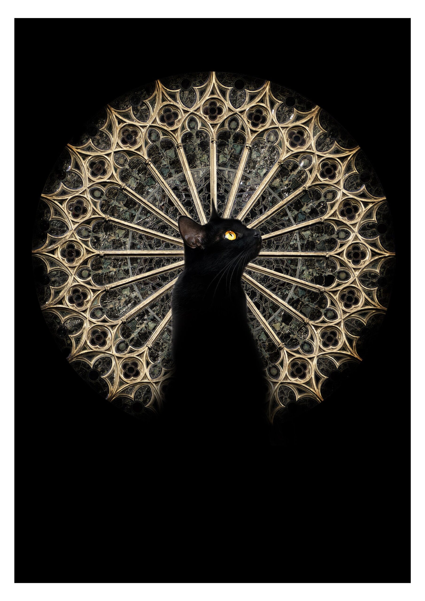 Gothic cat - digital feline artwork print by Raphaël Vavasseur