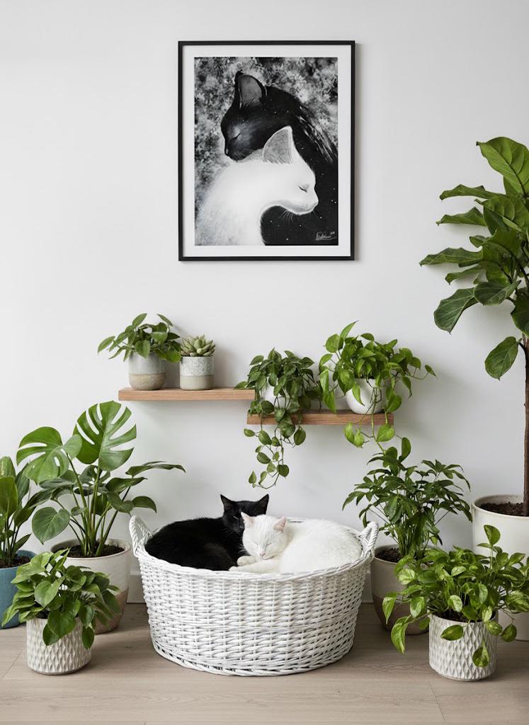 Yin & yang cats - B&W mystical cat print by Raphaël Vavasseur - close-up